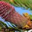  Marie Portas - Picea abies (L.) H.Karst.