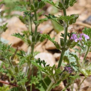 Photographie n°160135 du taxon Teucrium botrys L. [1753]