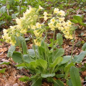 Photographie n°160156 du taxon Primula elatior (L.) Hill [1765]