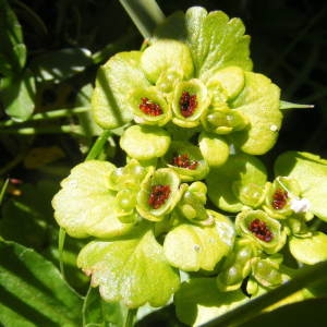 Photographie n°160159 du taxon Chrysosplenium alternifolium L. [1753]