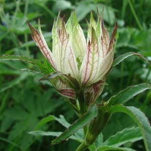 Photographie n°160162 du taxon Astrantia major L. [1753]