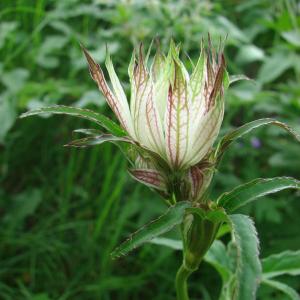 Photographie n°160168 du taxon Astrantia major L. [1753]