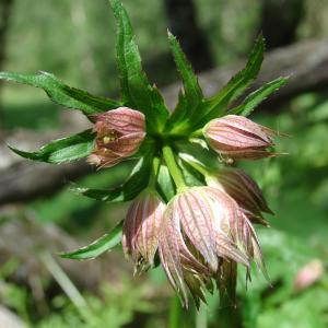 Photographie n°160170 du taxon Astrantia major L. [1753]