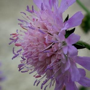 Photographie n°160191 du taxon Knautia arvensis (L.) Coult. [1828]