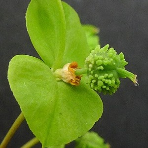 Photographie n°160194 du taxon Euphorbia stricta L. [1759]