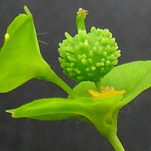 Euphorbia oblongata K.Koch (Euphorbe droite)