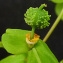  Bertrand BUI - Euphorbia stricta L. [1759]