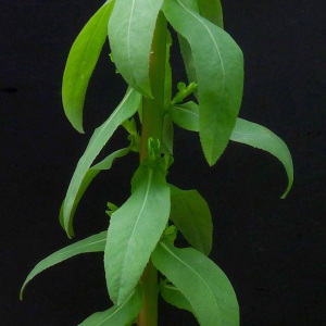 Photographie n°160198 du taxon Euphorbia stricta L. [1759]