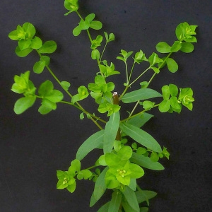 Photographie n°160199 du taxon Euphorbia stricta L. [1759]