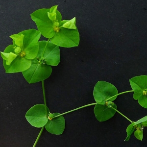 Photographie n°160200 du taxon Euphorbia stricta L. [1759]