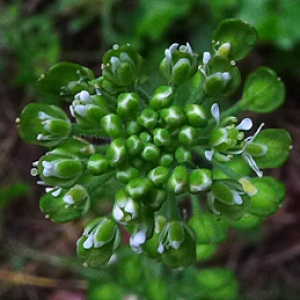 Photographie n°160204 du taxon Lepidium campestre (L.) R.Br. [1812]