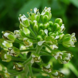 Photographie n°160207 du taxon Lepidium campestre (L.) R.Br. [1812]