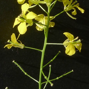 Photographie n°160215 du taxon Sisymbrium loeselii L. [1755]