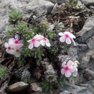 Photographie n°160268 du taxon Androsace villosa L. [1753]