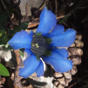 Photographie n°160278 du taxon Gentiana angustifolia Vill. [1787]