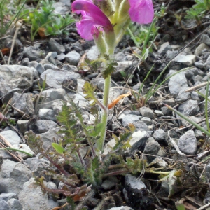 Photographie n°160283 du taxon Pedicularis gyroflexa Vill. [1785]