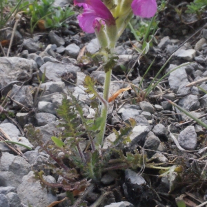 Photographie n°160284 du taxon Pedicularis gyroflexa Vill. [1785]