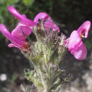 Photographie n°160286 du taxon Pedicularis gyroflexa Vill. [1785]