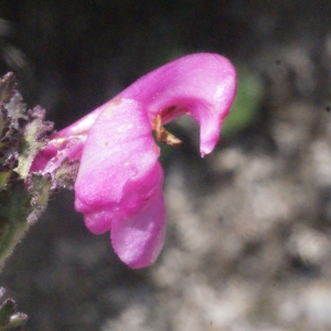 Photographie n°160288 du taxon Pedicularis gyroflexa Vill. [1785]