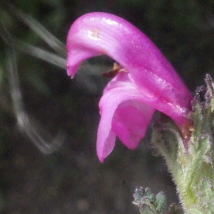 Photographie n°160290 du taxon Pedicularis gyroflexa Vill. [1785]