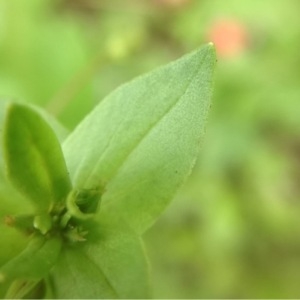 Photographie n°160294 du taxon Lysimachia arvensis (L.) U.Manns & Anderb. [2009]