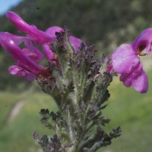 Photographie n°160297 du taxon Pedicularis gyroflexa Vill. [1785]