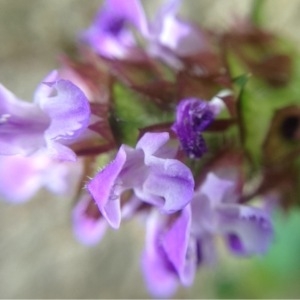 Photographie n°160304 du taxon Prunella vulgaris L. [1753]