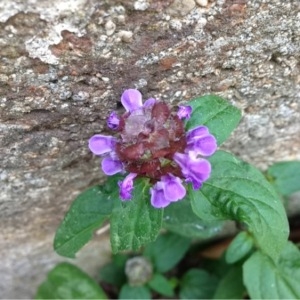 Photographie n°160306 du taxon Prunella vulgaris L. [1753]