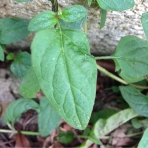 Photographie n°160307 du taxon Prunella vulgaris L. [1753]