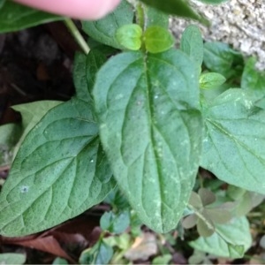 Photographie n°160308 du taxon Prunella vulgaris L. [1753]