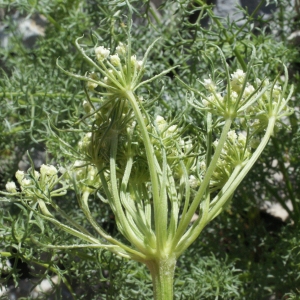 Photographie n°160319 du taxon Ligusticum ferulaceum Lam. [1779]