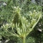  Liliane Roubaudi - Ligusticum ferulaceum Lam. [1779]