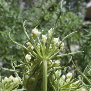 Photographie n°160321 du taxon Ligusticum ferulaceum Lam. [1779]