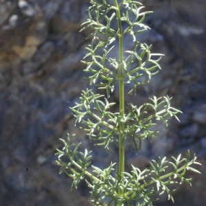  - Ligusticum ferulaceum Lam. [1779]