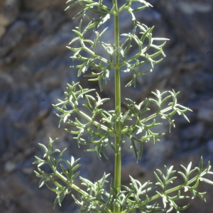  - Ligusticum ferulaceum Lam. [1779]