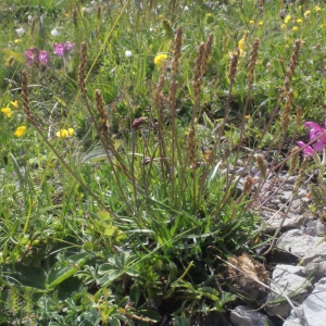 Photographie n°160327 du taxon Plantago alpina L. [1753]