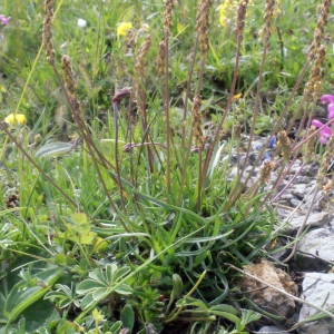 Photographie n°160329 du taxon Plantago alpina L. [1753]