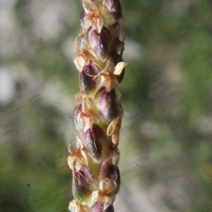 Plantago maritima subsp. alpina (L.) O.Bolòs & Vigo (Plantain des Alpes)
