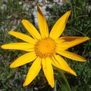 Senecio doronicum (L.) L. (Séneçon doronic)