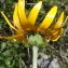  Liliane Roubaudi - Senecio doronicum (L.) L. [1759]