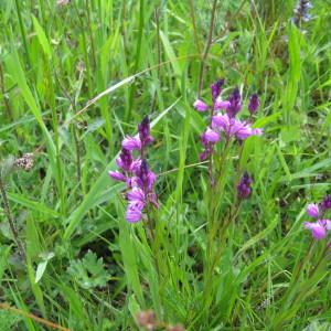 Photographie n°160342 du taxon Polygala vulgaris L. [1753]