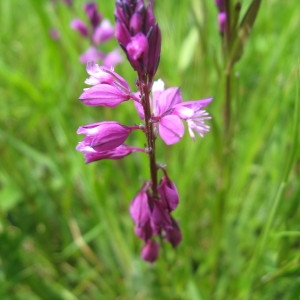 Photographie n°160343 du taxon Polygala vulgaris L. [1753]