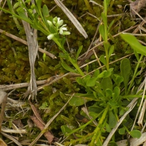  - Polygala amarella Crantz [1769]