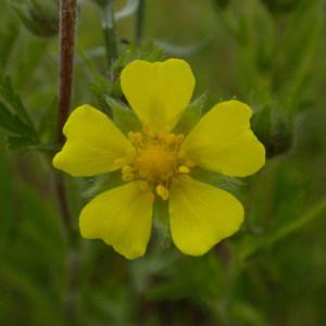 Potentilla hungarica Schltdl. (Potentille grisâtre)