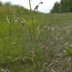 Photographie n°160366 du taxon Scrophularia canina L. [1753]