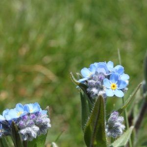 Photographie n°160370 du taxon Myosotis alpestris F.W.Schmidt [1794]