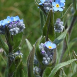 Photographie n°160371 du taxon Myosotis alpestris F.W.Schmidt [1794]