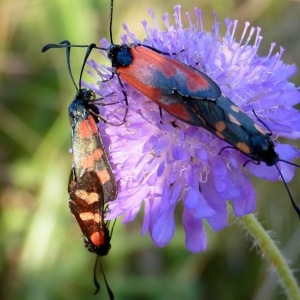  - Knautia arvensis (L.) Coult. [1828]