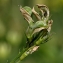  Daniel K - Medicago sativa subsp. falcata (L.) Arcang. [1882]