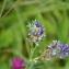  David HAPPE - Medicago sativa subsp. sativa